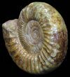 Wide Jurassic Ammonite Fossil - Madagascar #59613-2